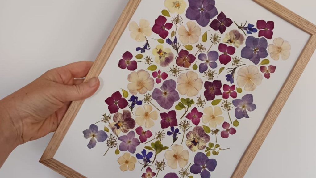 herbier en hortensia pressés